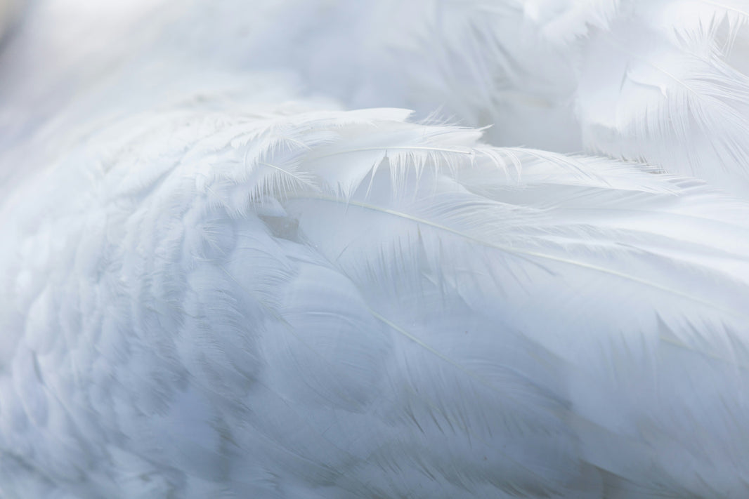 Forfait Eco-pur, une solution respectueuse de l’environnement pour honorer vos proches