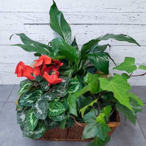 Plantes pour funérailles et décès