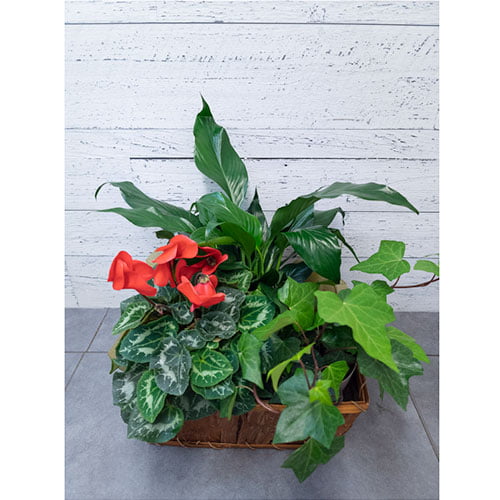 Jardin de plantes vertes et de plantes fleuries