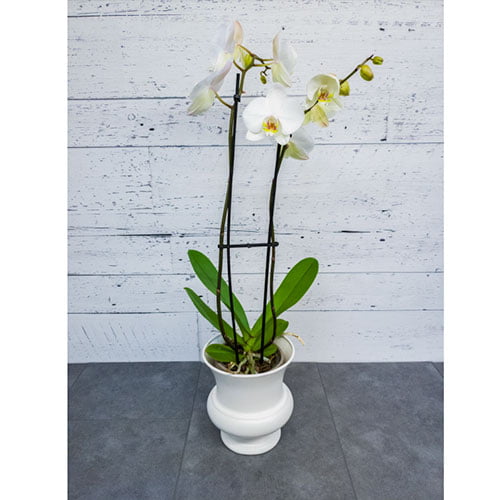Orchidée blanche dans un pot blanc