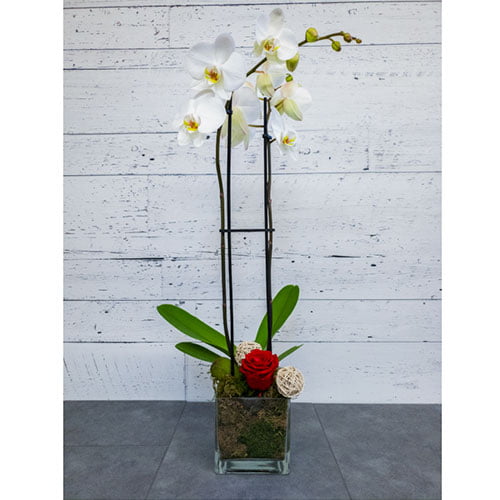 Orchidée blanche et rose éternelle rouge dans un pot carré