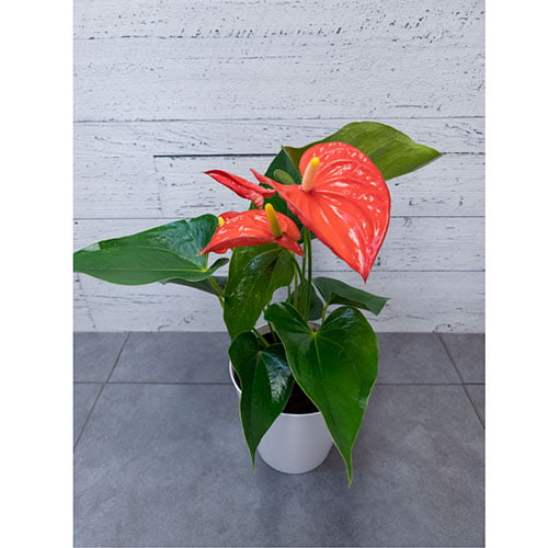 Anthurium rouge